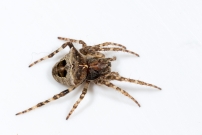 Une femelle (Araneae - Araneidae - Gibbaranea bituberculata)
